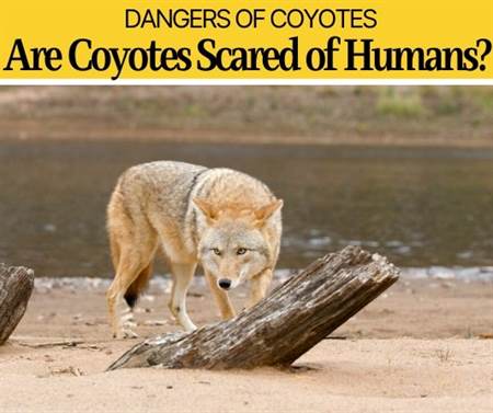 Are Coyotes Scared of Humans