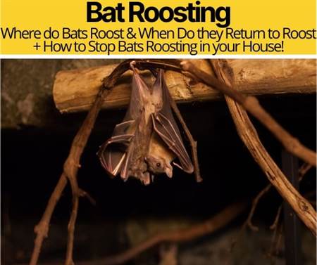 Bat Roosting & When Do bats Return to roost