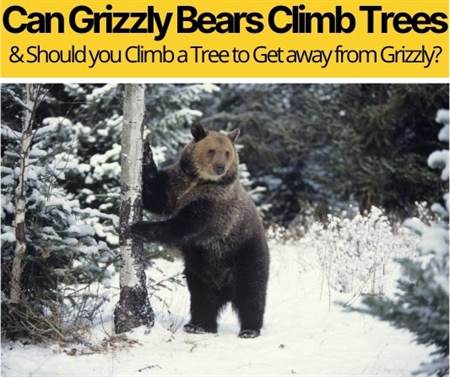 Can Grizzly Bears Climb Trees