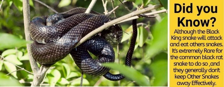 Do Black Snakes Keep Copperheads Away Do They Eat Kill Pests Hero   Do Black Snakes Kill Copperheads 768x299 