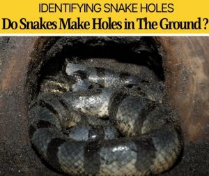 Do Snakes Dig Holes In The Ground -Why & How they Look Like - Pests Hero