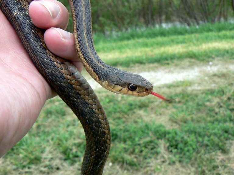 Garter Snake with orange belly