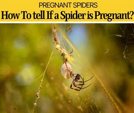 How To tell If a Spider is Pregnant