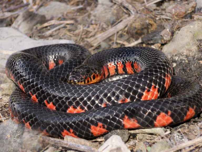 Mud Snake with orange belly