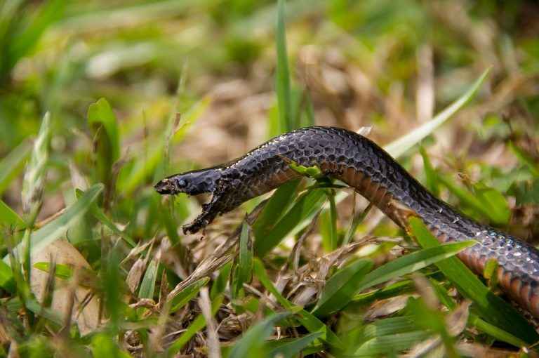 Red Bellied black snake with Orange belly