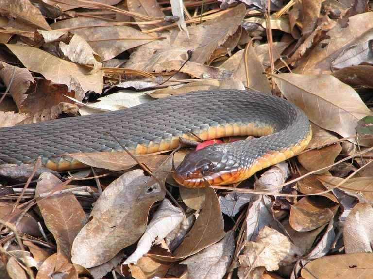 Red bellied watersnake with orange belly