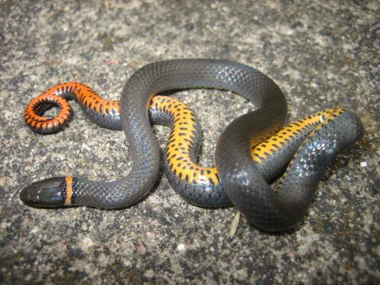 Ring Necked snake with orange belly