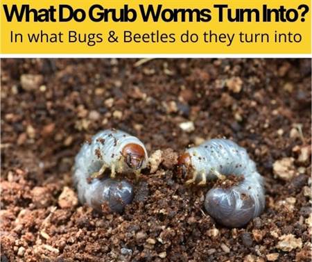 What Do Grub Worms Turn Into