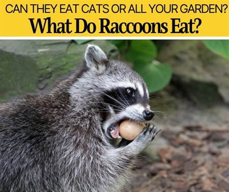 What Do Raccoons Eat
