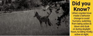 What Time Do Coyotes Come Out? Do they Hunt During The Day? - Pests Hero