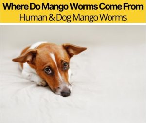 download human mango worms in hand