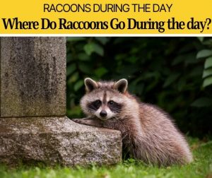 Where do Raccoons Go During the Day- Do They Come out During Day ...