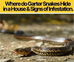 Where do Garter Snakes Hide in a House &Signs of Infestation - Pests Hero