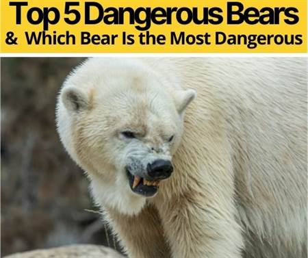 Which Bear Is The Most Dangerous – Top 5 Dangerous Bears