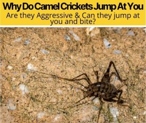 Why Do Camel Crickets Jump At You – Can They Hurt you? - Pests Hero