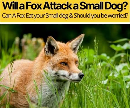 Will a Fox Attack a Small Dog