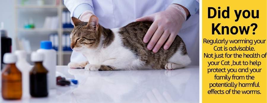 Se puede usar blastoestimulina en gatos