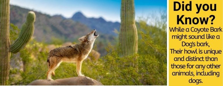 Do Coyotes Bark Like Dogs – Why Do they Bark Like A dog? - Pests Hero