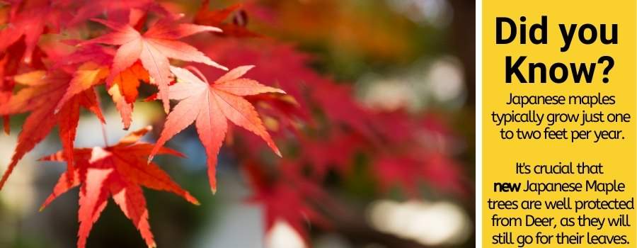 deer do eat japanese maples