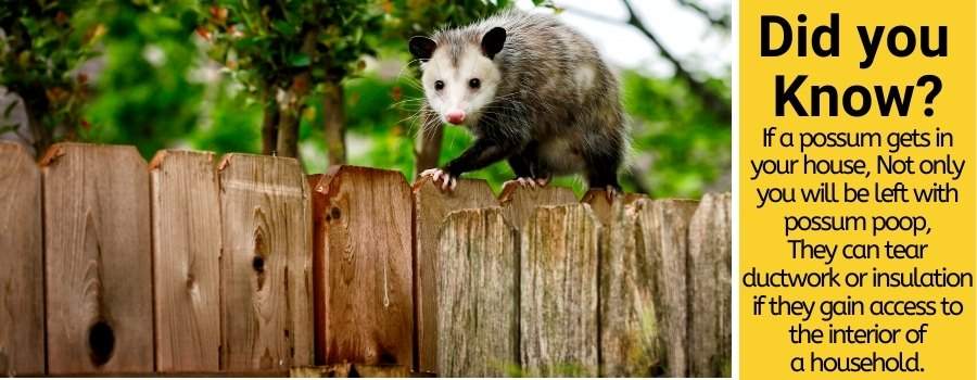 deter and keep possums away from your house