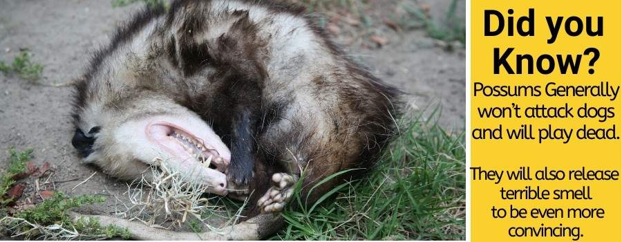 do possums attack and hurt dogs