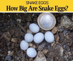 How To Identify Snake Eggs Properly