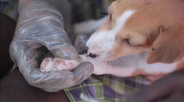 Mango Worms on Dogs Feet