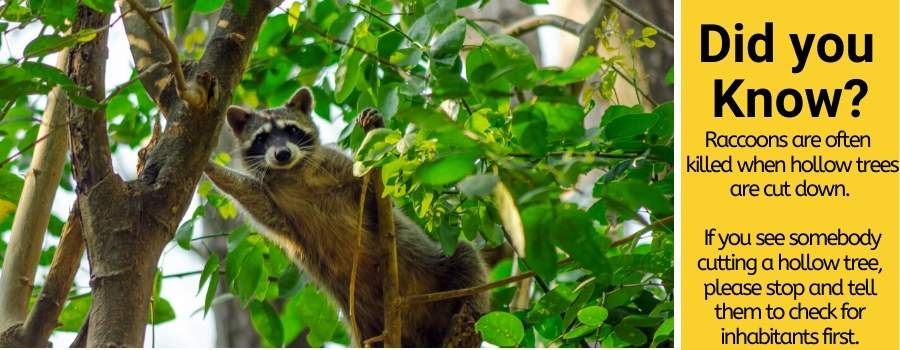 raccoons live in trees