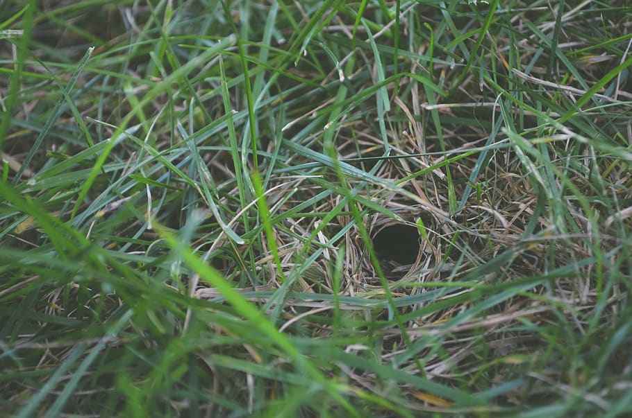 Stealthy Snake Hole in Ground done by Garter snake.