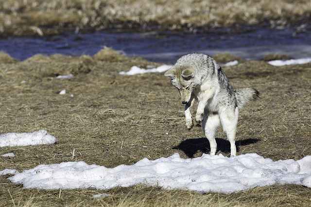 what can coyotes do to humans