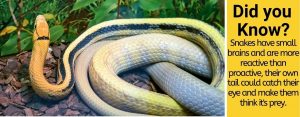 Can Snakes be Poisoned by their Own Venom - Pests Hero