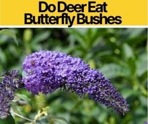 Do Deer Eat Butterfly Bushes – Are they Deer Resistant?