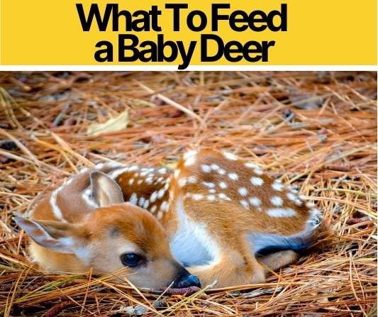 what-do-you-feed-a-baby-deer-fawn-baby-deer-care-sheet-pests-hero