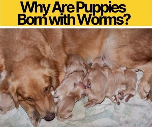 How Often To Worm Puppies Kitten Puppy Deworming