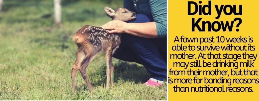 feeding baby deer fawn