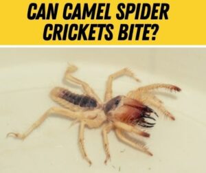 Do Camel Spider Cave Crickets Bite -Are they Poisonous? - Pests Hero