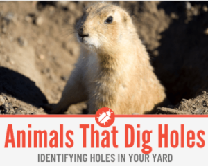 13 Animals That Dig Holes in Yard – Identifying Holes in Yard - Pests Hero