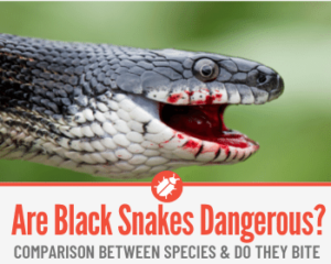 Are Black Snakes Poisonous or Dangerous? Do They Bite? - Pests Hero