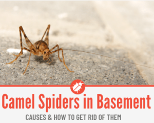 Camel Spider Crickets In Basement & How to Get Rid of Them from