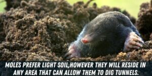 13 Animals That Dig Holes in Yard – Identifying Holes in Yard - Pests Hero