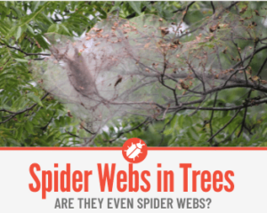 Spider Webs in Trees -What Are they & How to Get Rid of them - Pests Hero