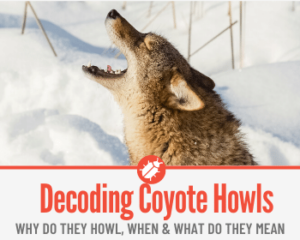 Why Do Coyotes Howl – Decoding The Coyote Howl - Pests Hero