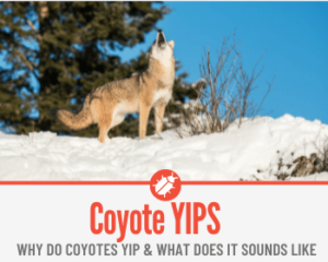 Why Do Coyotes Yip – Understanding Coyote Yipping Sounds - Pests Hero