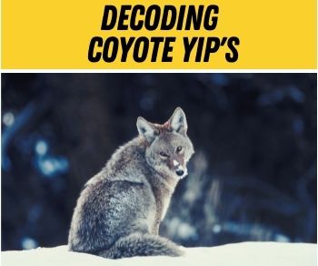 Are Coyotes Scared Of Humans? Are they Dangerous or scared?