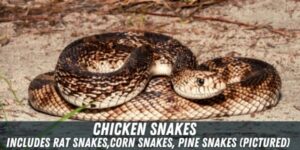 10 Snakes That Look Like Copperheads – Identification Guide - Pests Hero