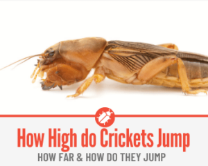 crickets jump