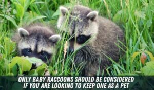 Pet Raccoons: Owning, Feeding & Keeping - Pests Hero