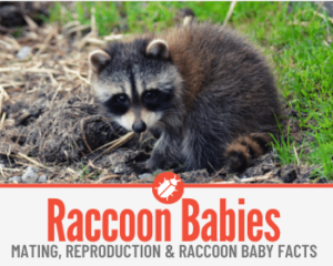 Baby Raccoon Facts -When Do Raccoons Have Babies ,Mating &Pregnancy