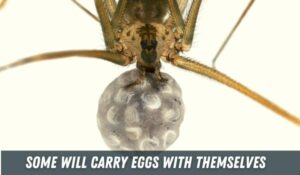 Do Spiders Lay Eggs – How, When & How many Eggs! - Pests Hero