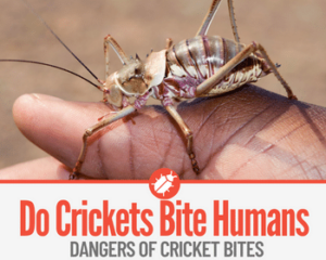 Do Crickets Bite Humans & Dangers of a Cricket Bite - Pests Hero